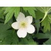 Sasanka kanadská - Anemone canadensis  Anemone canadensis