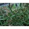 60654 1 sitina nitovita spiralis