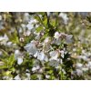 Prunus incisa Kojo no mai (2)