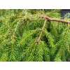 Picea omorika Pendula2 (2)