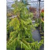 Picea omorika 'Pendula'