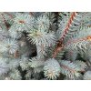 Picea pungens 'Iseli Fastigiata' (1)