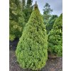 Picea glauca 'Conica' (1)