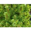 Picea glauca 'Daisy�s White' (1)