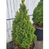 Picea glauca 'Daisy�s White' (3)