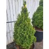 Picea glauca 'Daisy�s White' (2)