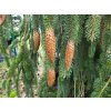 Picea abies 'Cranstonii' (4)