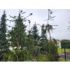 Picea abies 'Cranstonii' (3)