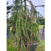 Picea abies 'Cranstonii' (2)