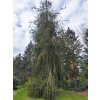 Picea abies Cranstonii