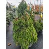 Picea abies 'Formanek' (1)