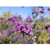 Sporýš argentinský - Verbena bonariensis