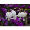 Dicentra spectabilis Alba (2)