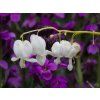 Dicentra spectabilis Alba (1)