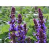 salvia ne blaukoenigin 1
