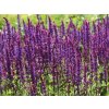 Šalvěj hajní 'Caradonna' - Salvia nemorosa 'Caradonna'