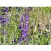 Salvia pratensis (1)
