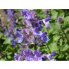 nepeta