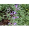 Šanta zkřížená - Nepeta x faassenii