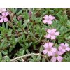 rosea �