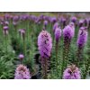 Šuškarda 'Kobold' - Liatris spicata 'Kobold'