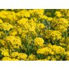 Tařice horská 'Berggold' - Alyssum (AURINIA) montanum 'Berggold'