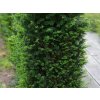 taxus
