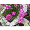 c7231725fba69dae