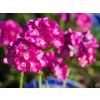 63660 deep rose t