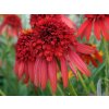 22824A Echinacea Hot Papaya A PO