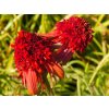 Echinacea Hot Papaya