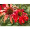 Echinacea Tomato Soup (3)