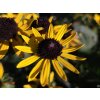 Rudbeckia Little Goldstar (3)