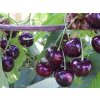 Třešeň 'Merchant'