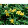 Třezalka kalíškatá 'Rose Von Sharon' - Hypericum calycinum 'Rose Von Sharon'