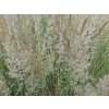 Třtina ostrokvětá 'England' - Calamagrostis x acutiflora 'England'