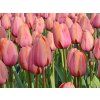 65484 1 apricot t