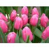 jumbo pink