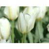 65850 tulipan purissima