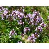 Tymián obecný - Thymus vulgaris