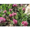 Úročník horský 'Rubra' - Anthyllis montana 'Rubra'