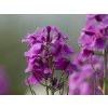 violet 2