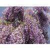 66801 2 royal purple