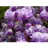 Vistárie květnatá 'Violacea Plena'