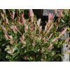 Salix Hakuro Nishiki (2)
