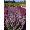 Calluna vulgaris Hilda (2)