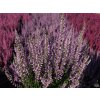 Calluna vulgaris Hilda (3)