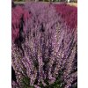Calluna vulgaris Hilda (4)