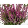 Calluna vulgaris Lilliane (2)