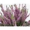 Calluna vulgaris Silvana (2)